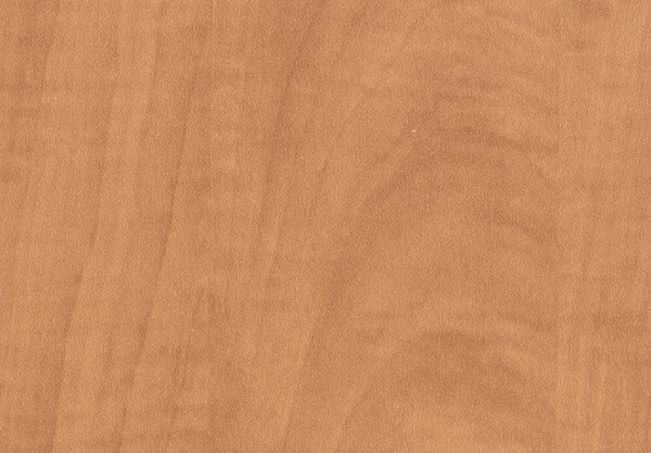 Sugar Maple